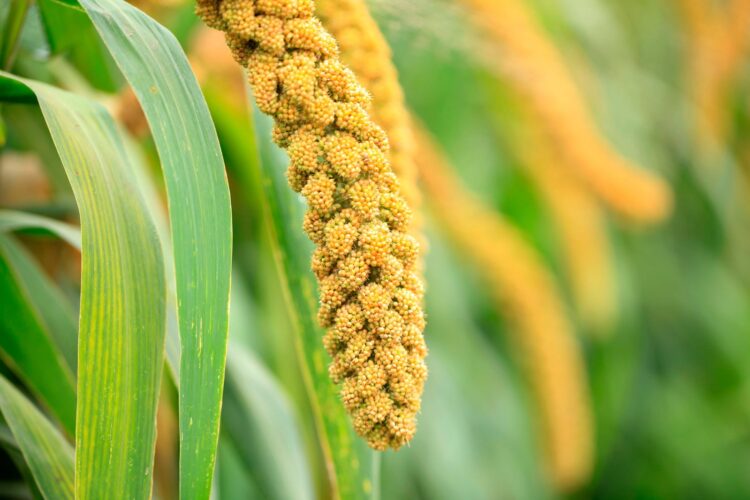 Foxtail Millet